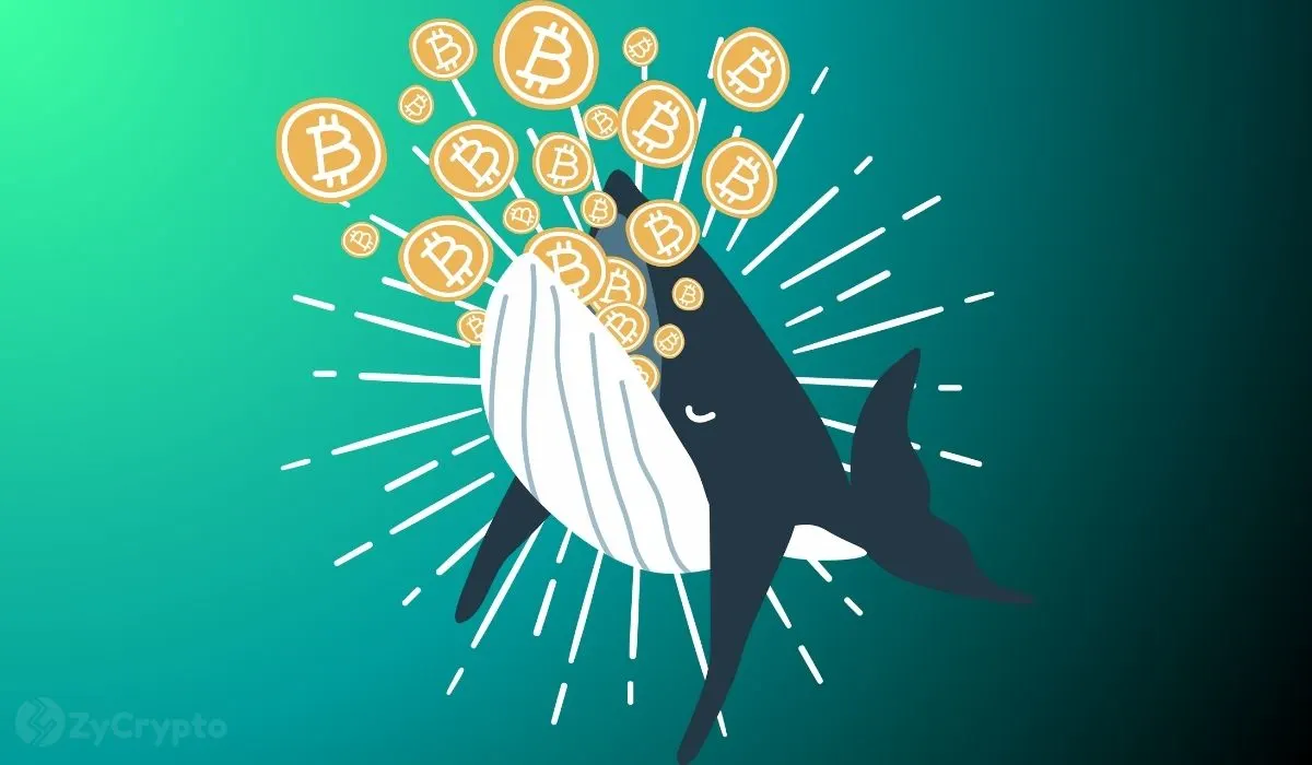 Bitcoin Whales Are Loading BTC Again — Is a 2023-Style Mega Rally Brewing?