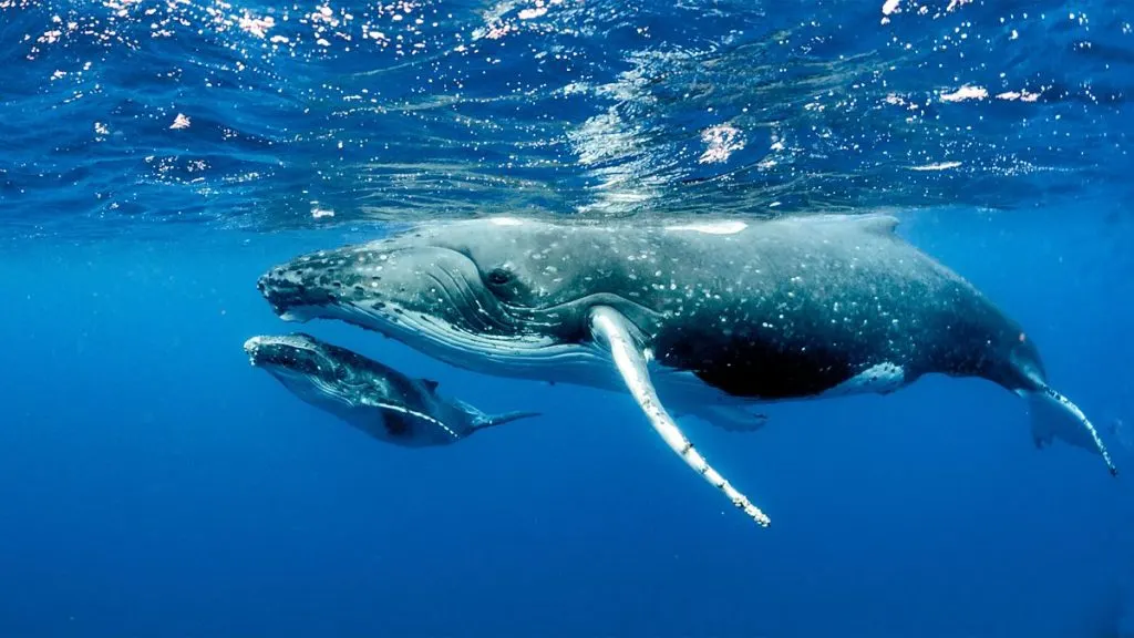 Santiment Reveals 10 Altcoins on Whales’ Radar Ahead of the FED Decision!