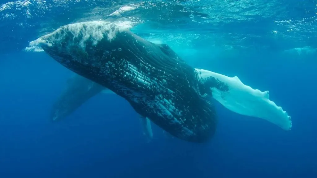 Whale Takes Action on These Three Altcoins: Withdraws Massive Amounts